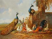 Peacocks and chickens unknow artist